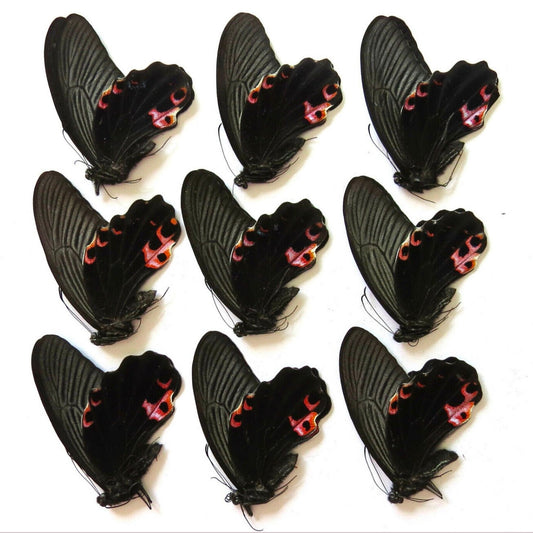 Papilio protenor