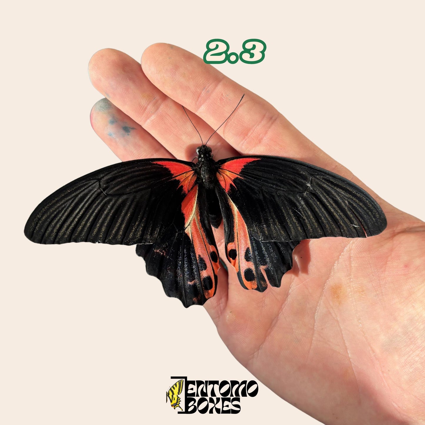 Papilio rumanzovia red mormon real swallowtail butterfly taxidermy entomology collection