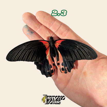 Papilio rumanzovia red mormon real swallowtail butterfly taxidermy entomology collection