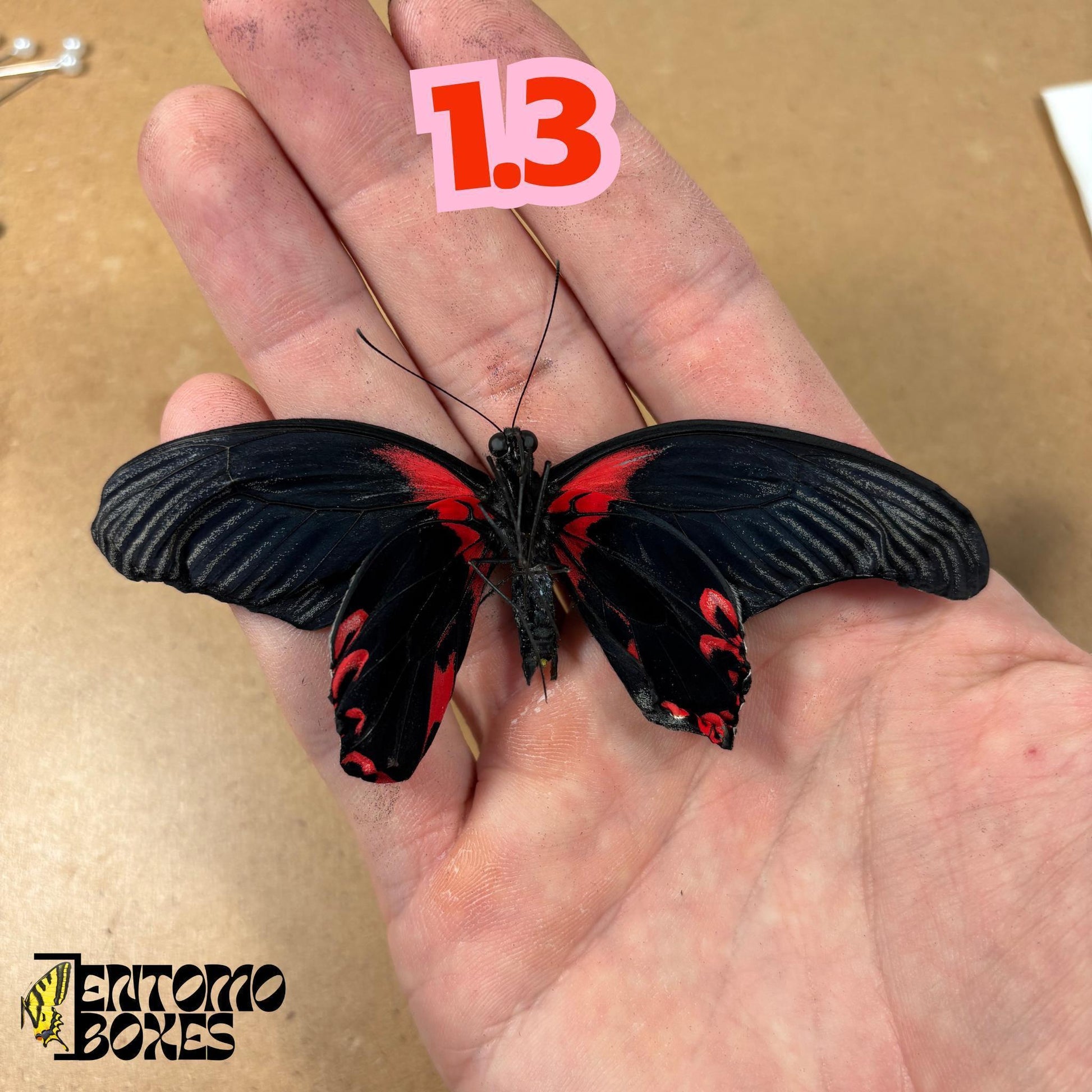 papilio rumanzovia female white form