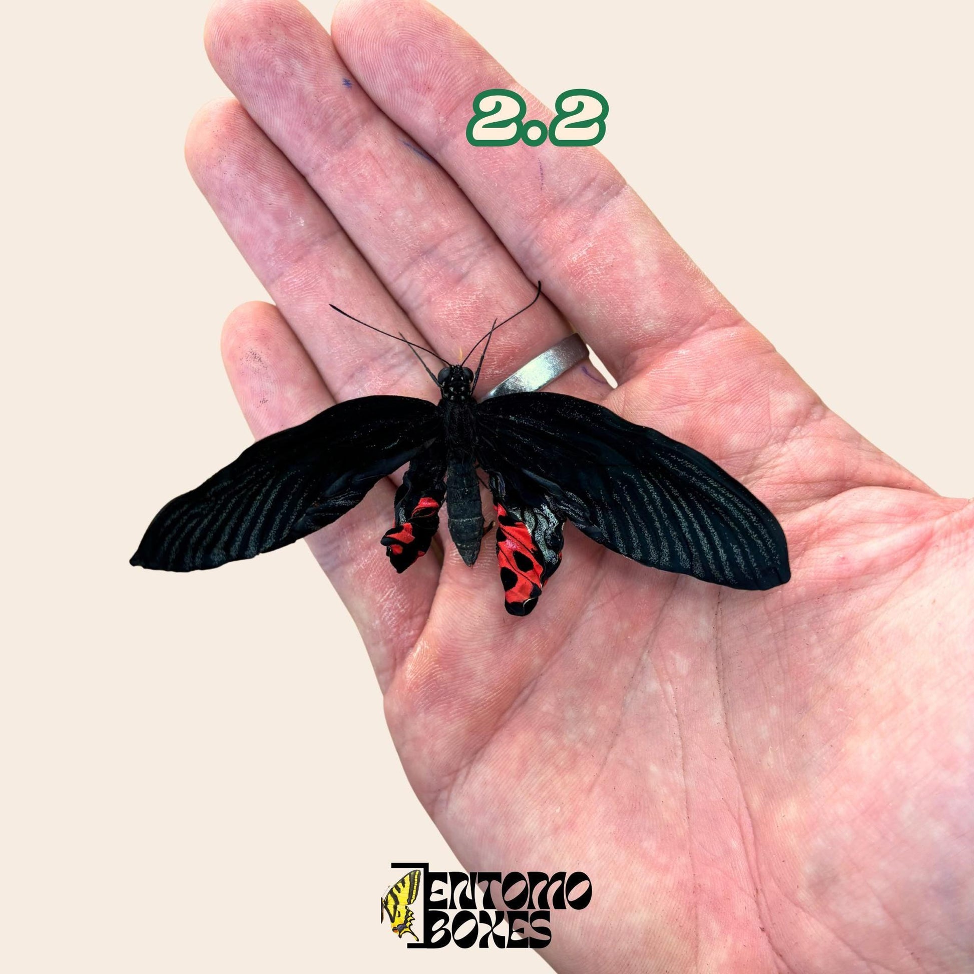 papilio rumanzovia female