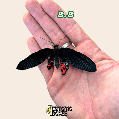 papilio rumanzovia female