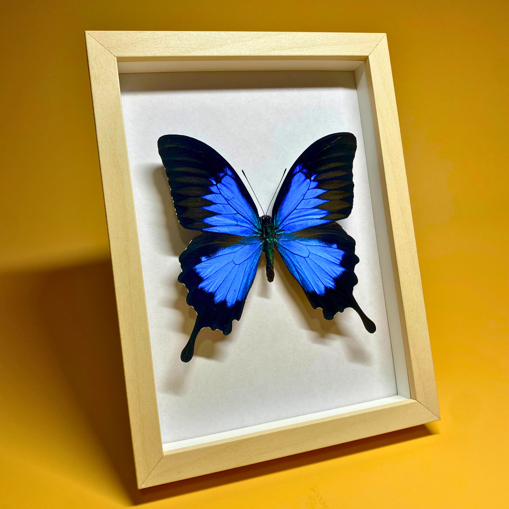 tropical butterfly in frame