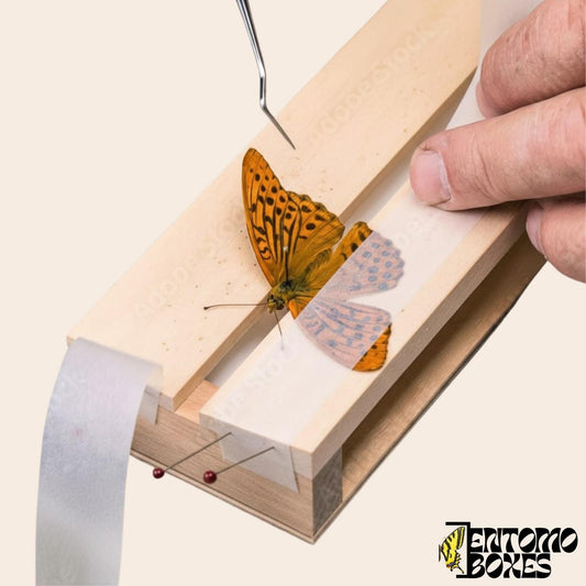 Pergamen paper butterfly and moth Pinning Tape for spreading wings