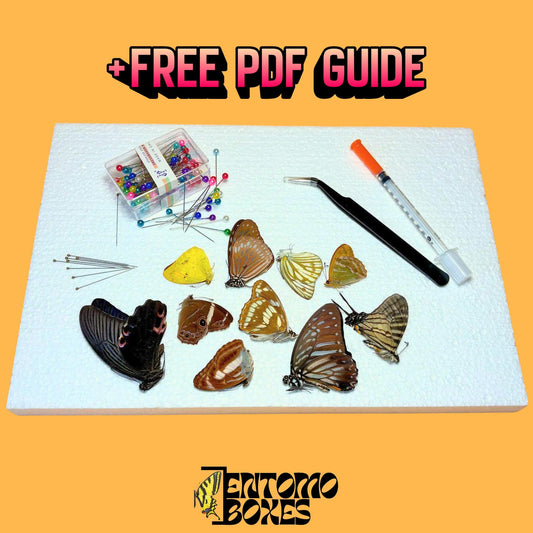 photography real butterfly kit