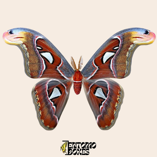 attacus atlas pinned male moth