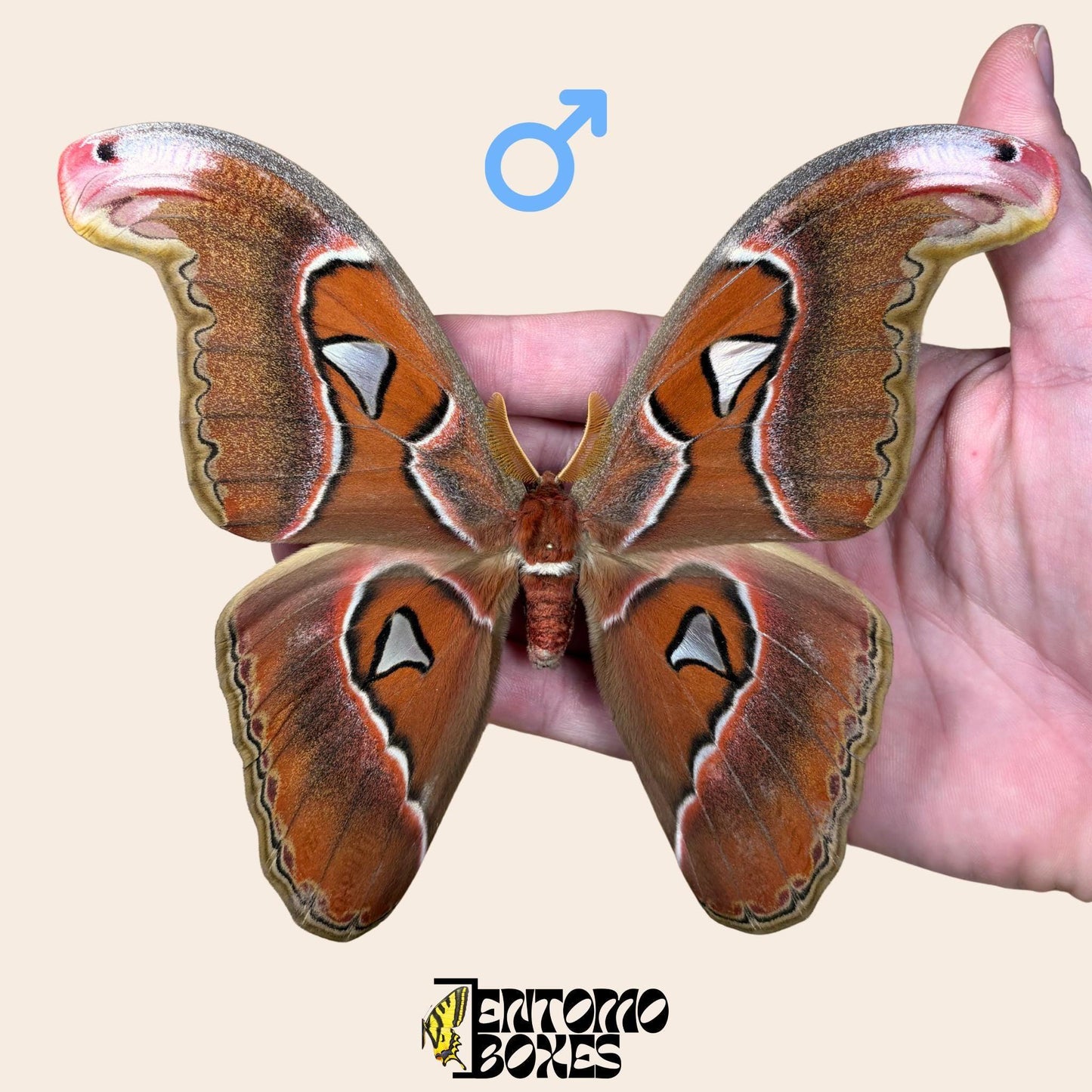 attacus lorquini male pinned moth