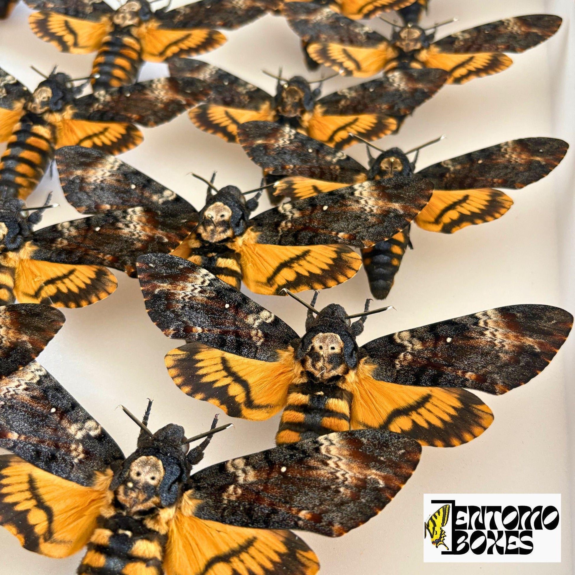 acherontia atropos deaths head hawkmoths in entomology box