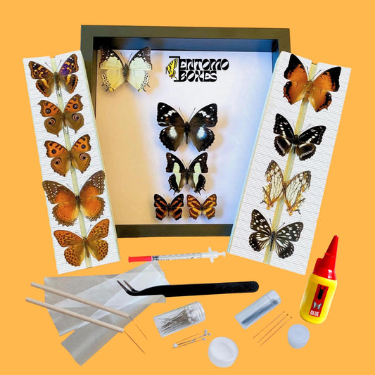premium butterfly collection starting kit