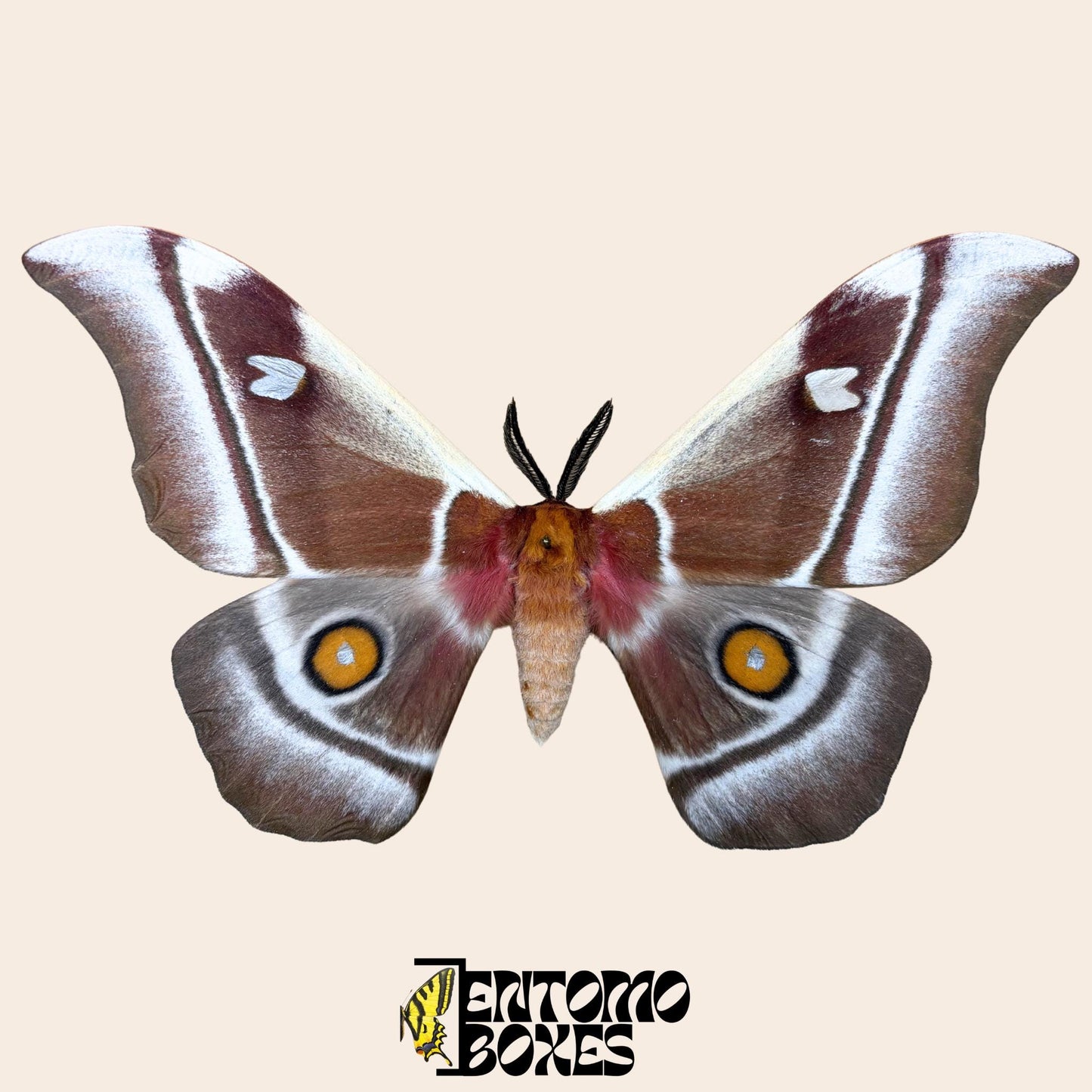 bunaea aslauga pinned male with opened wings