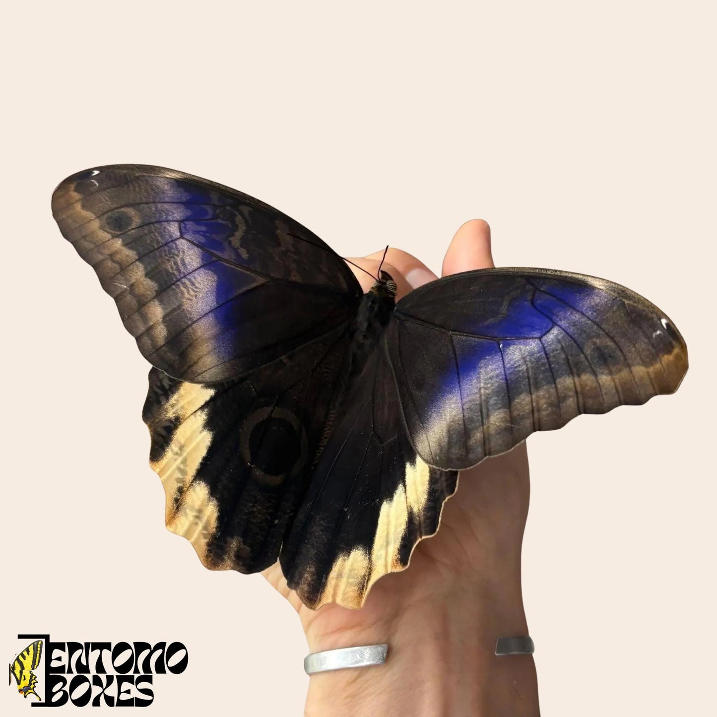 caligo atreus butterfly on hand