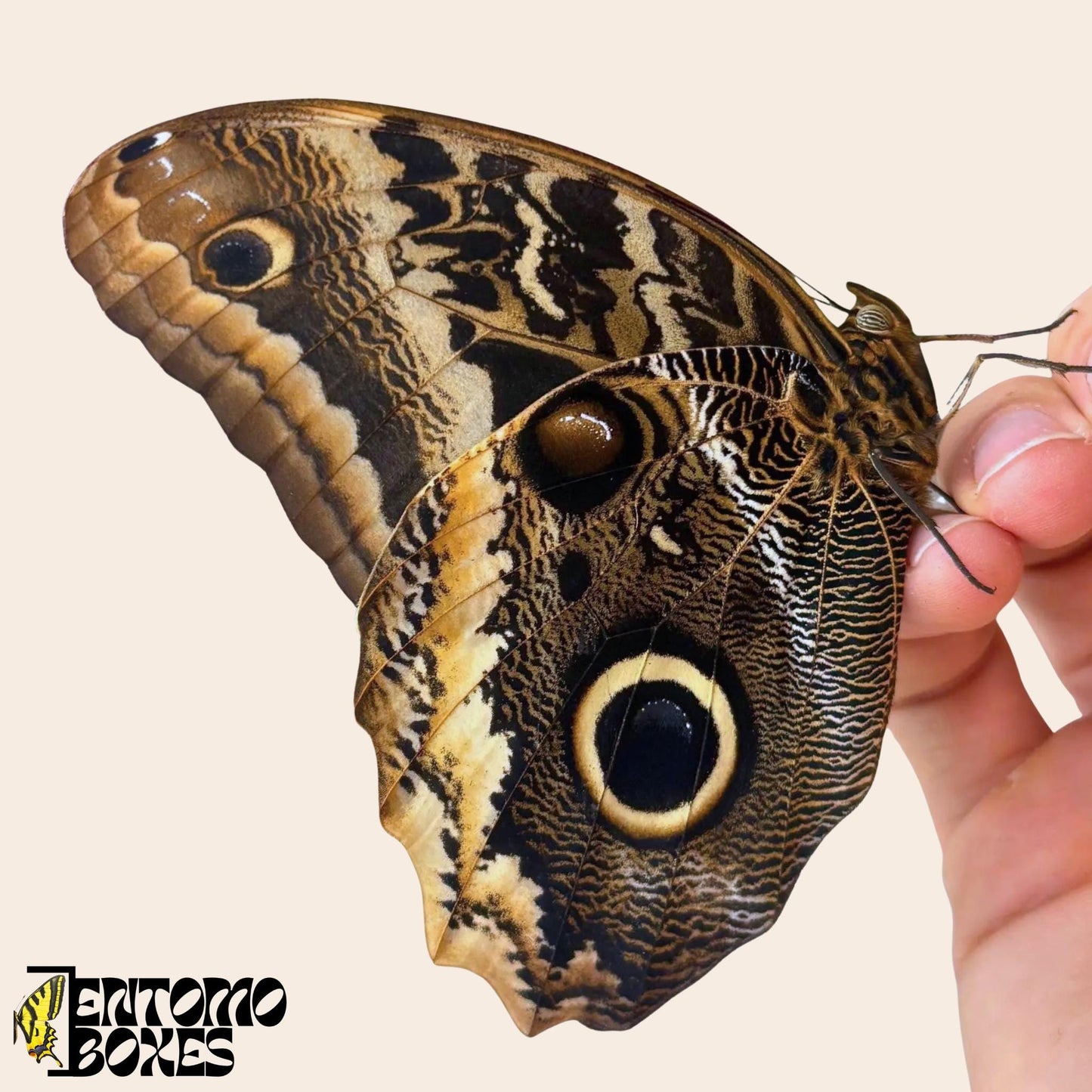 caligo atreus butterfly on hand