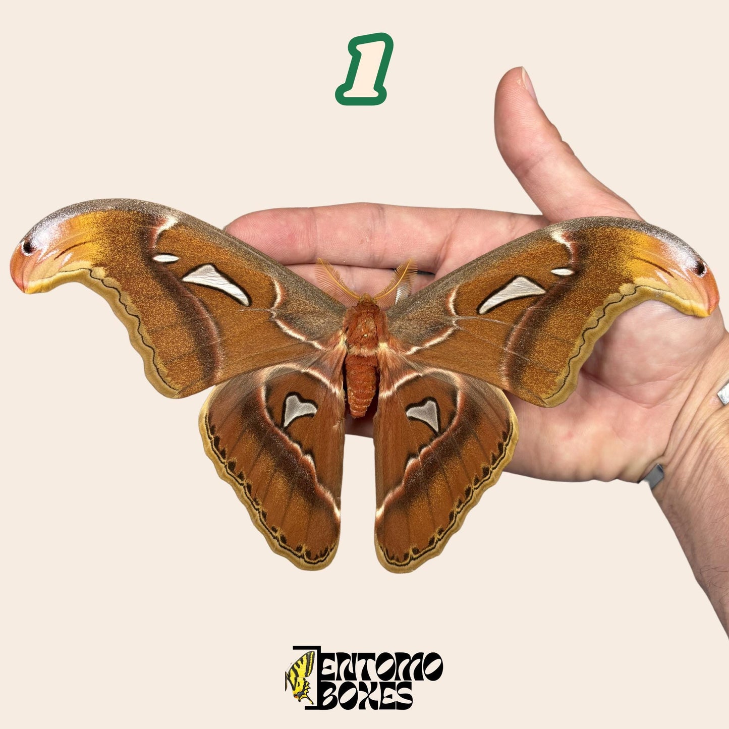 attacus atlas x attacus caesar hybrid male with open wings __etsy:8096385646