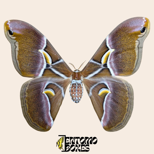 Samia canningi female pinned moth