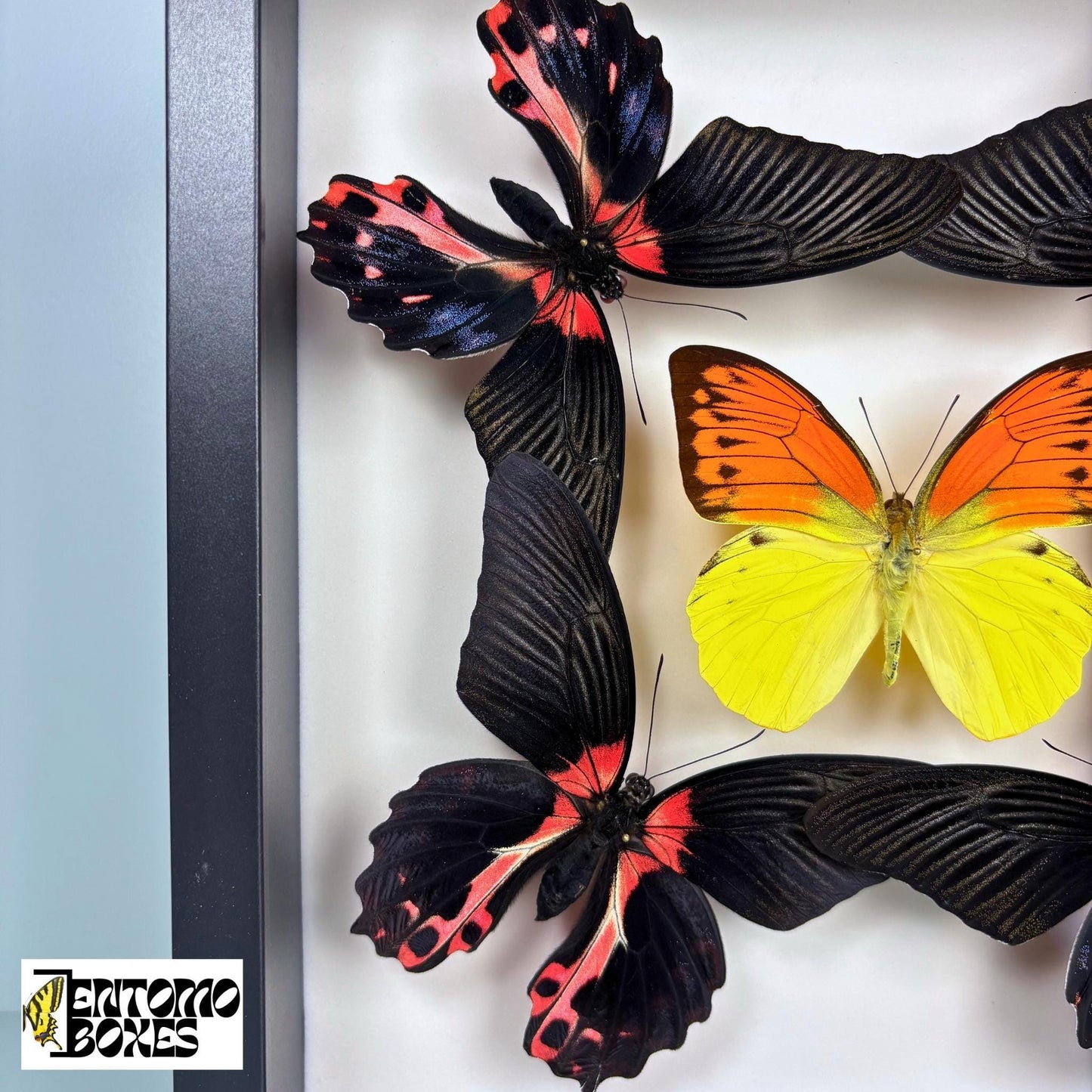 four papilio rumanzovia and one orange and yellow butterfly in black frame