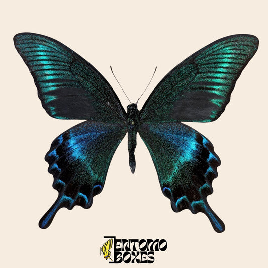 REAL Papilio maackii tropical swallowtail butterfly specimen taxidermy entomology