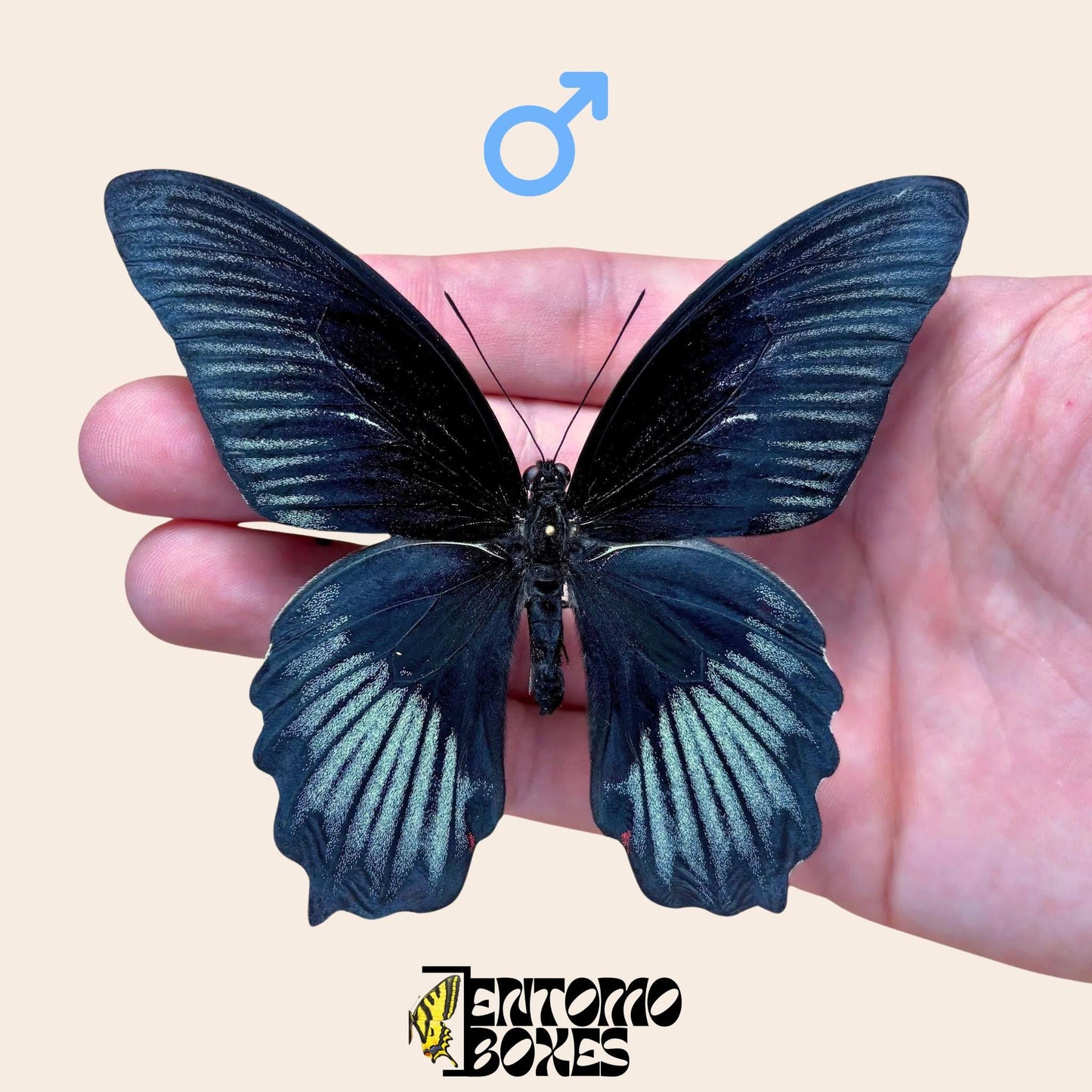 Papilio ruzmanzovia pinned male