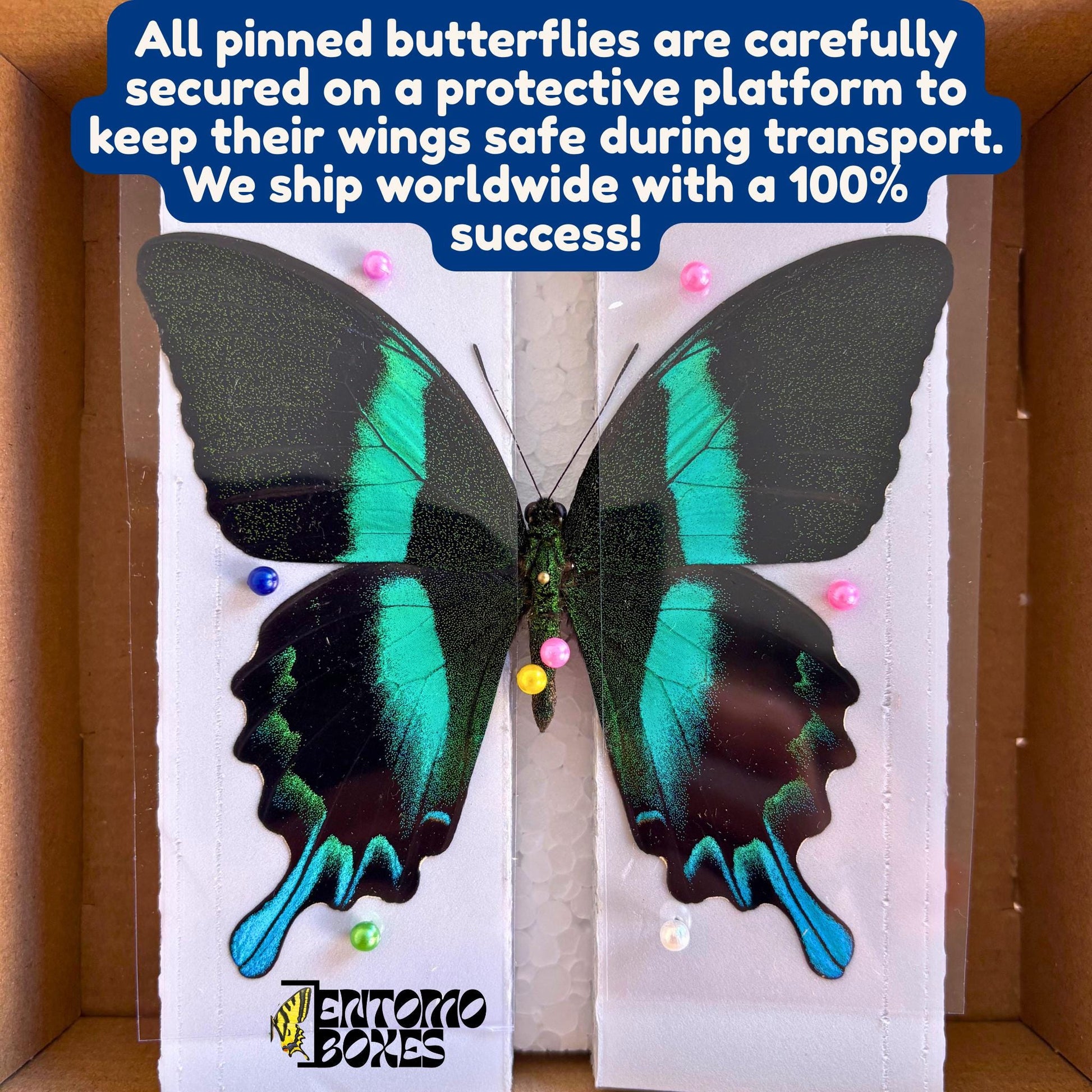 REAL Papilio rumanzovia red swallowtail butterfly mounted taxidermy entomology collection