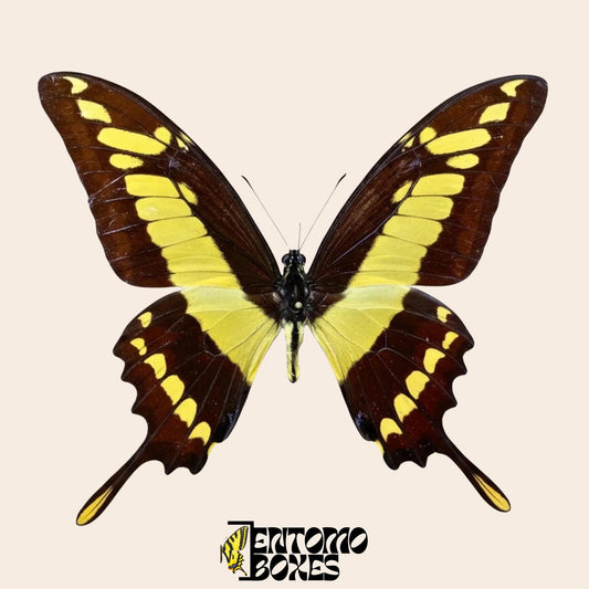 Papilio thoas pinned male butterfly