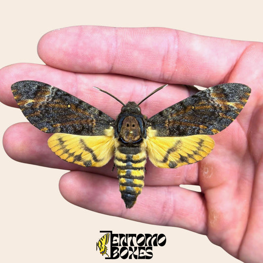 acherontia lachesis pinned male hawkmoth