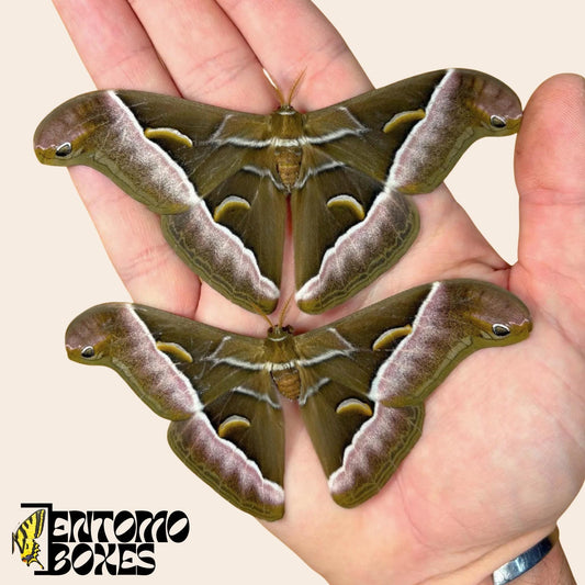 samia luzonica moth specimen on hand