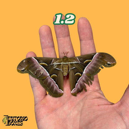 samia luzonica moth specimen on hand