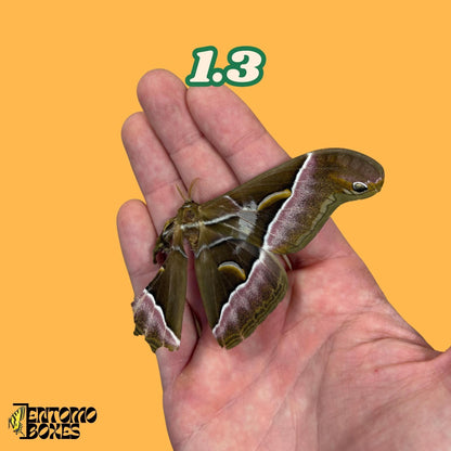 samia luzonica moth specimen on hand