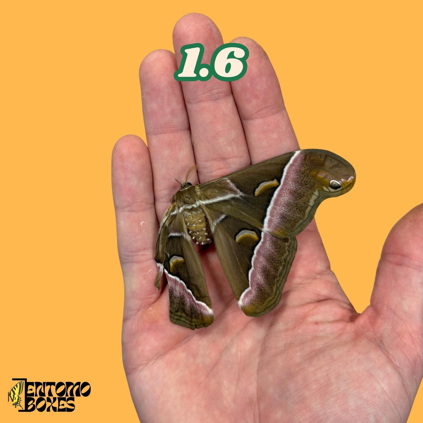 samia luzonica moth specimen on hand