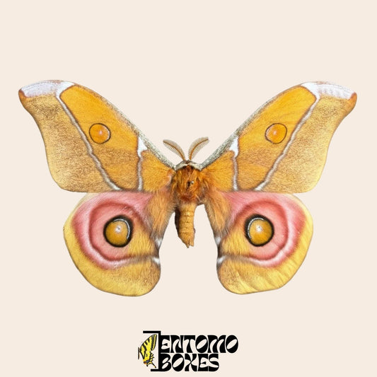 antherina suraka pinned wings male moth