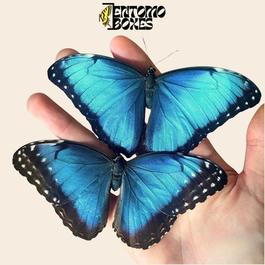 blue morpho helenor butterflies pair