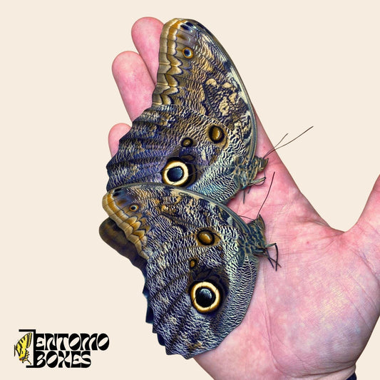 caligo memnon butterflies on hand