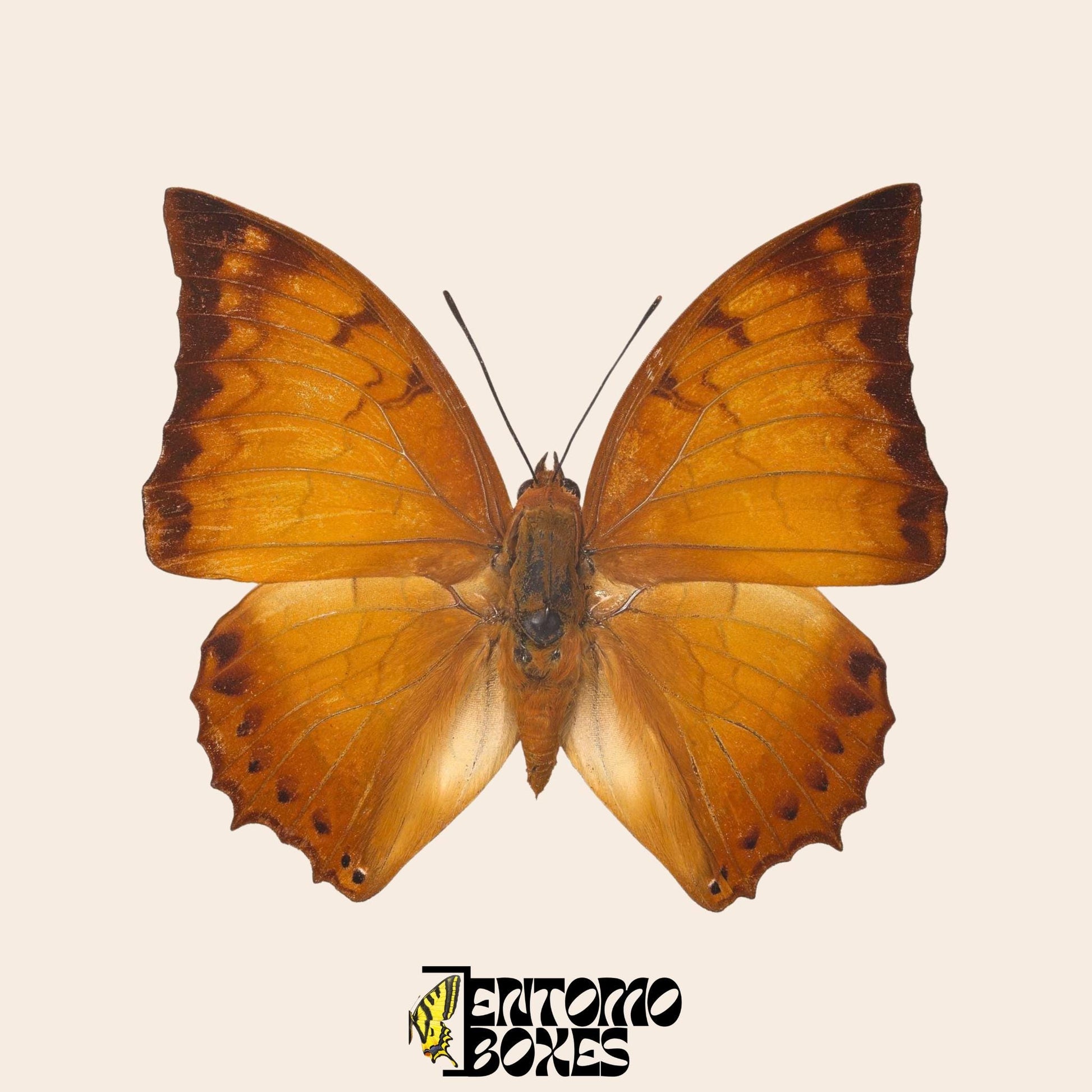 Real Charaxes distanti Tropical butterfly specimen taxidermy entomology