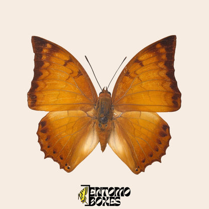 Real Charaxes distanti Tropical butterfly specimen taxidermy entomology