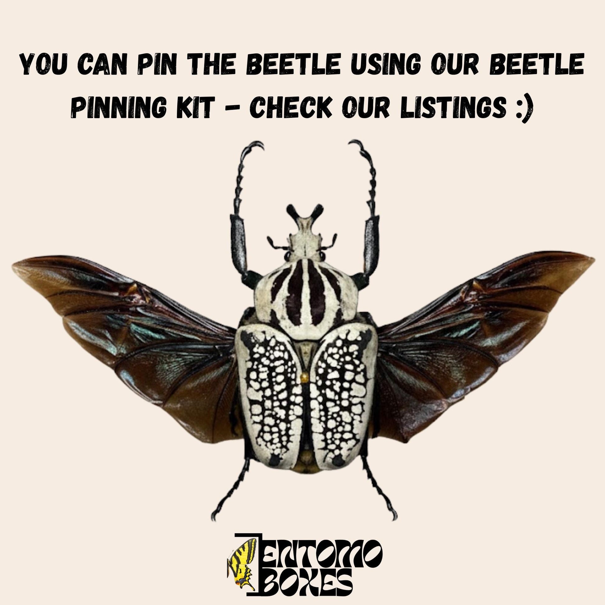 goliathus meleagris pinned with open wings