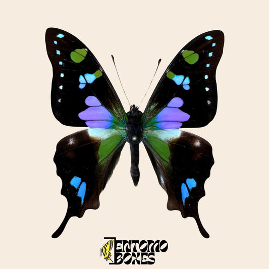 graphium weiskei butterfly on pin