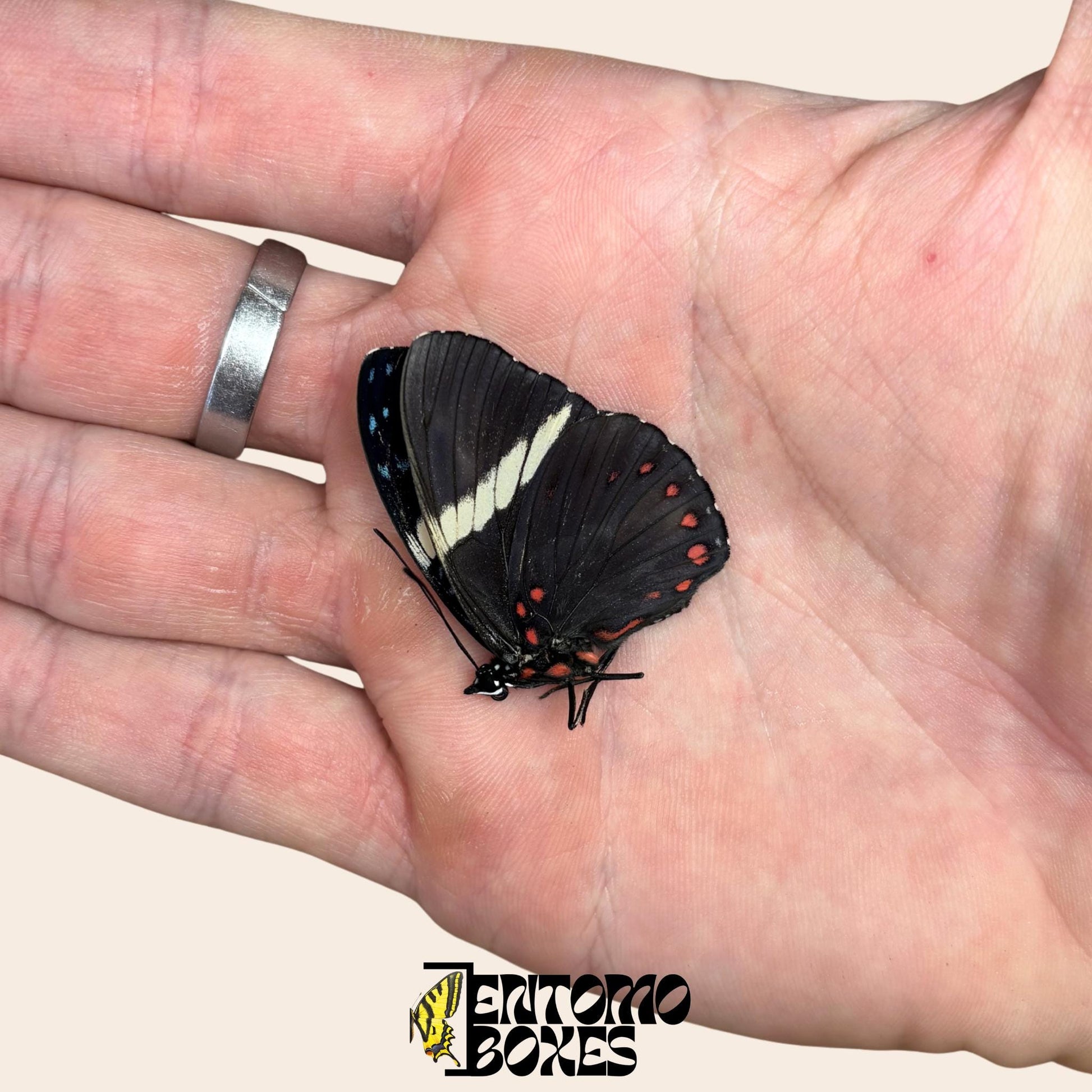 hamadryas butterfly with closed wings on hand