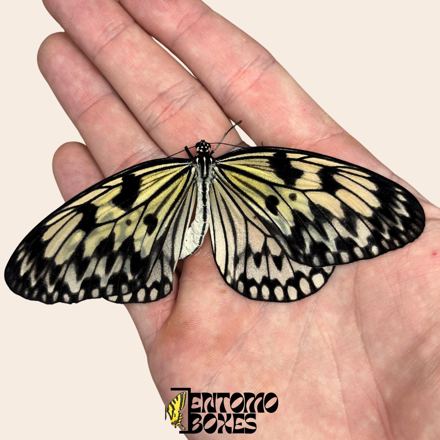 Idea leuconoe Idea leuconoe tenu en main, grandes ailes blanches avec points noirs, provenance durable