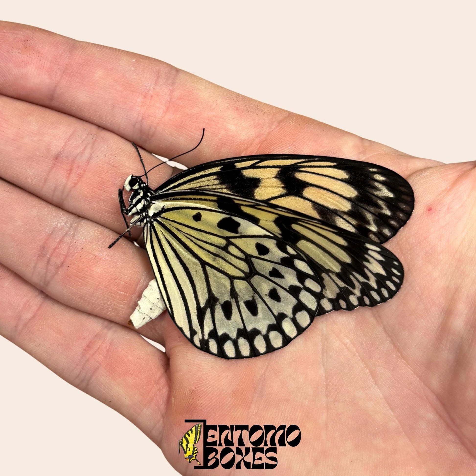 idea leuconoe papillon sur hand ailes fermées