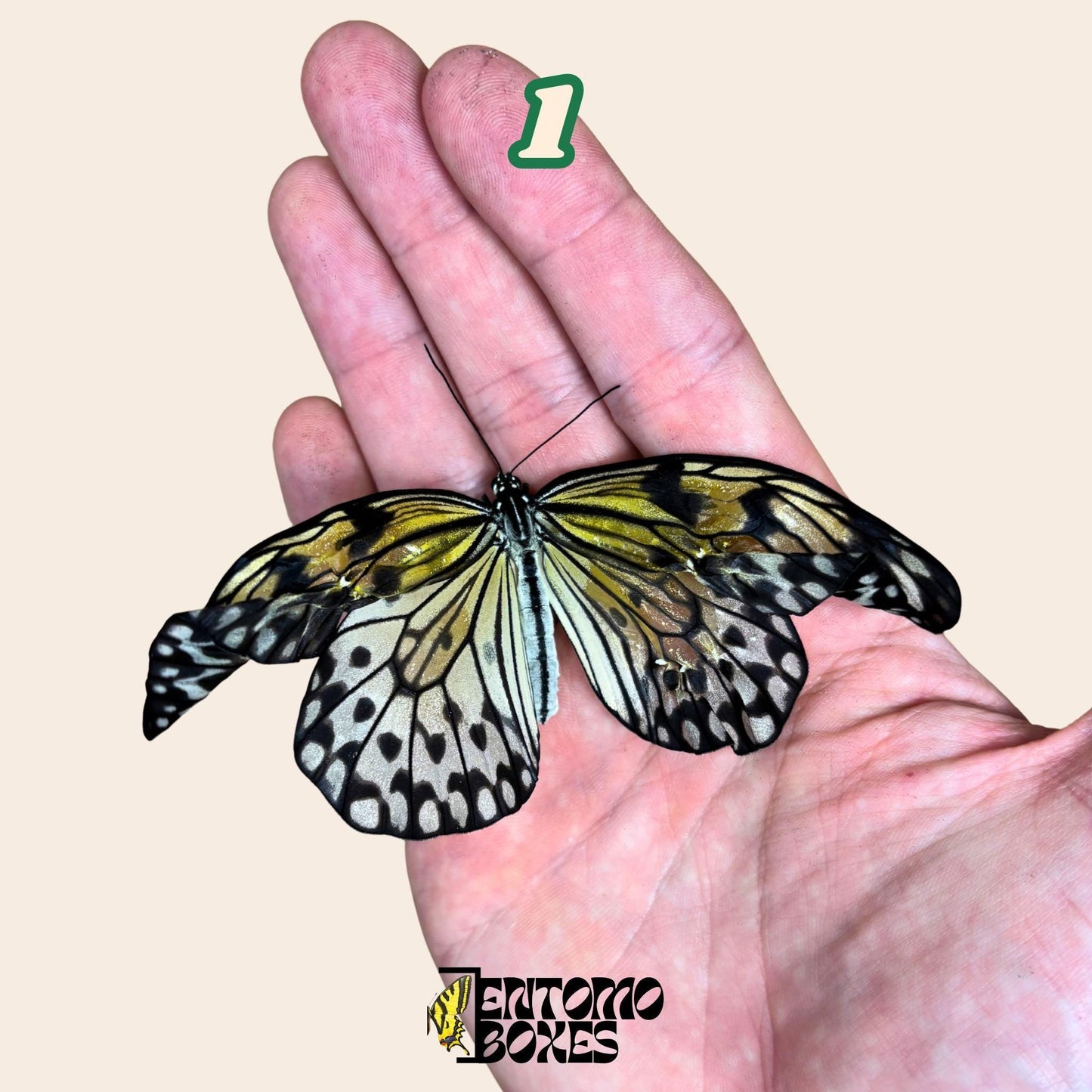 véritable Idea leuconoe paper kit tropical papillon spécimen collection taxidermie entomologie