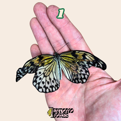 véritable Idea leuconoe paper kit tropical papillon spécimen collection taxidermie entomologie