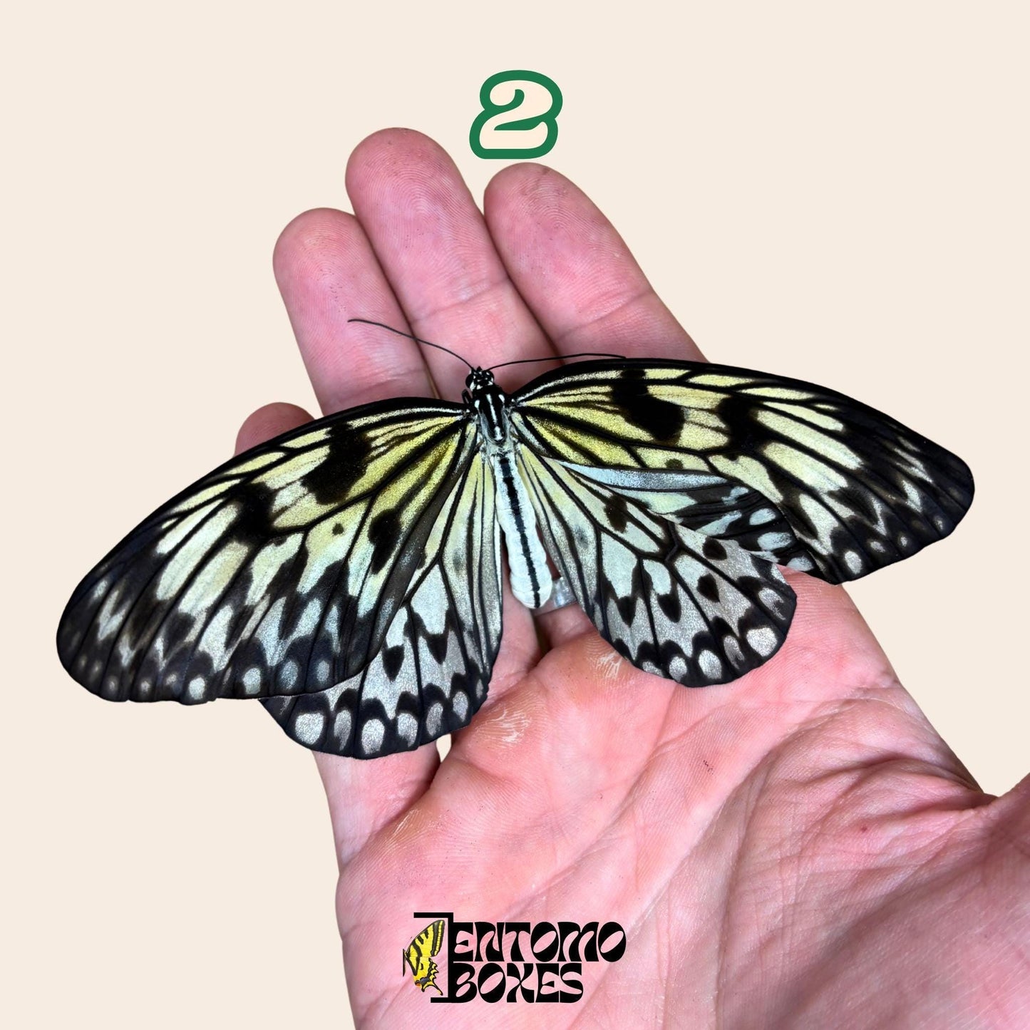 véritable Idea leuconoe paper kit tropical papillon spécimen collection taxidermie entomologie