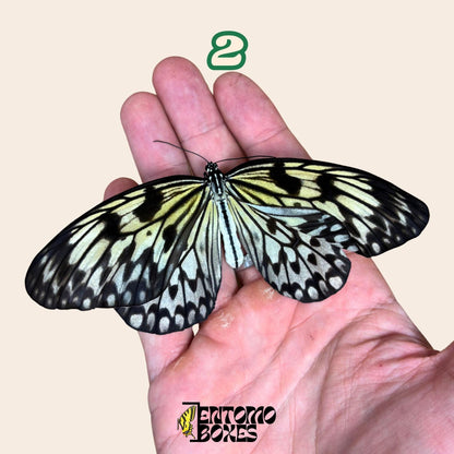 véritable Idea leuconoe paper kit tropical papillon spécimen collection taxidermie entomologie