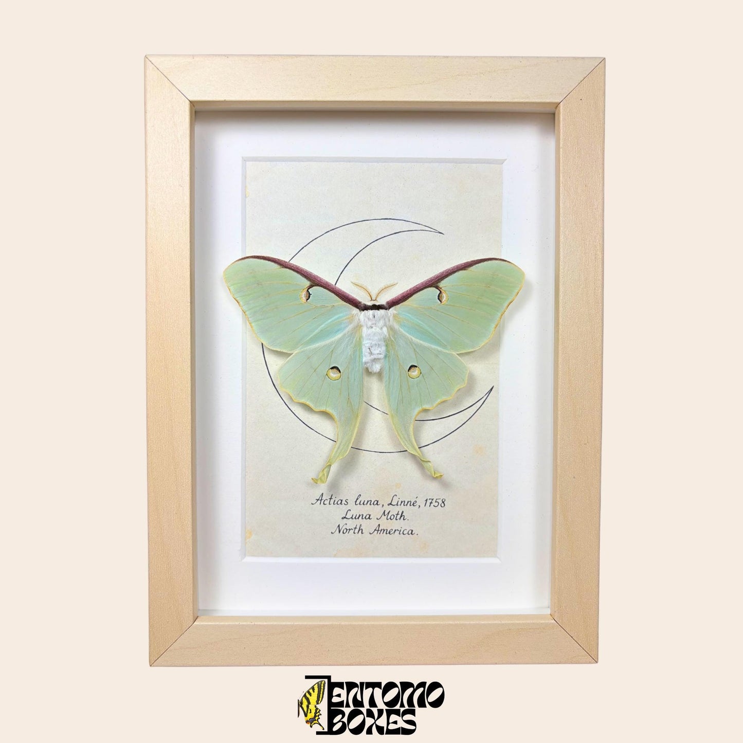 actias luna moth in frame