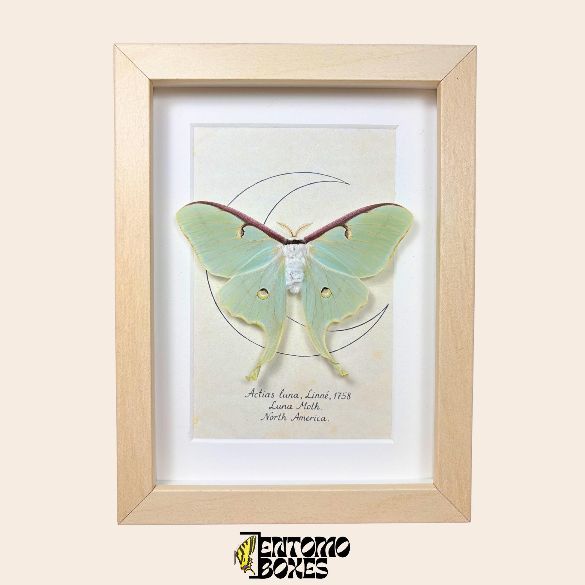 actias luna moth in frame