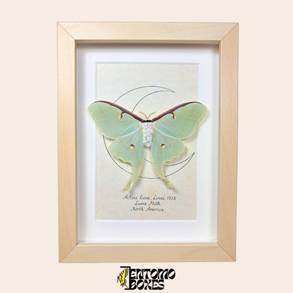 actias luna moth in frame
