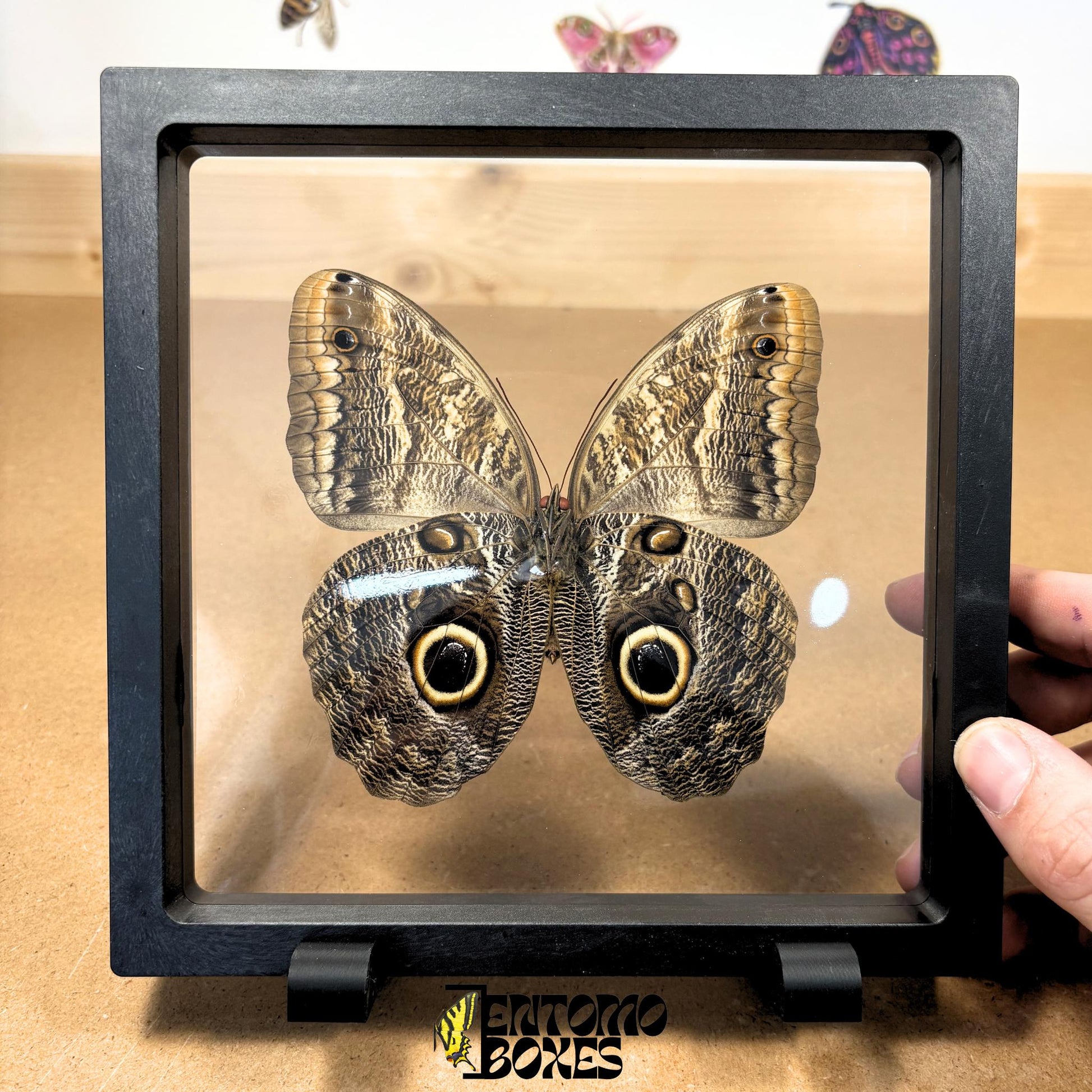 caligo memnon butterfly in transparent frame
