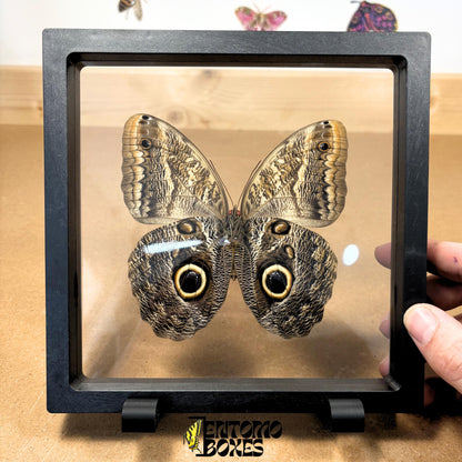 caligo memnon butterfly in transparent frame