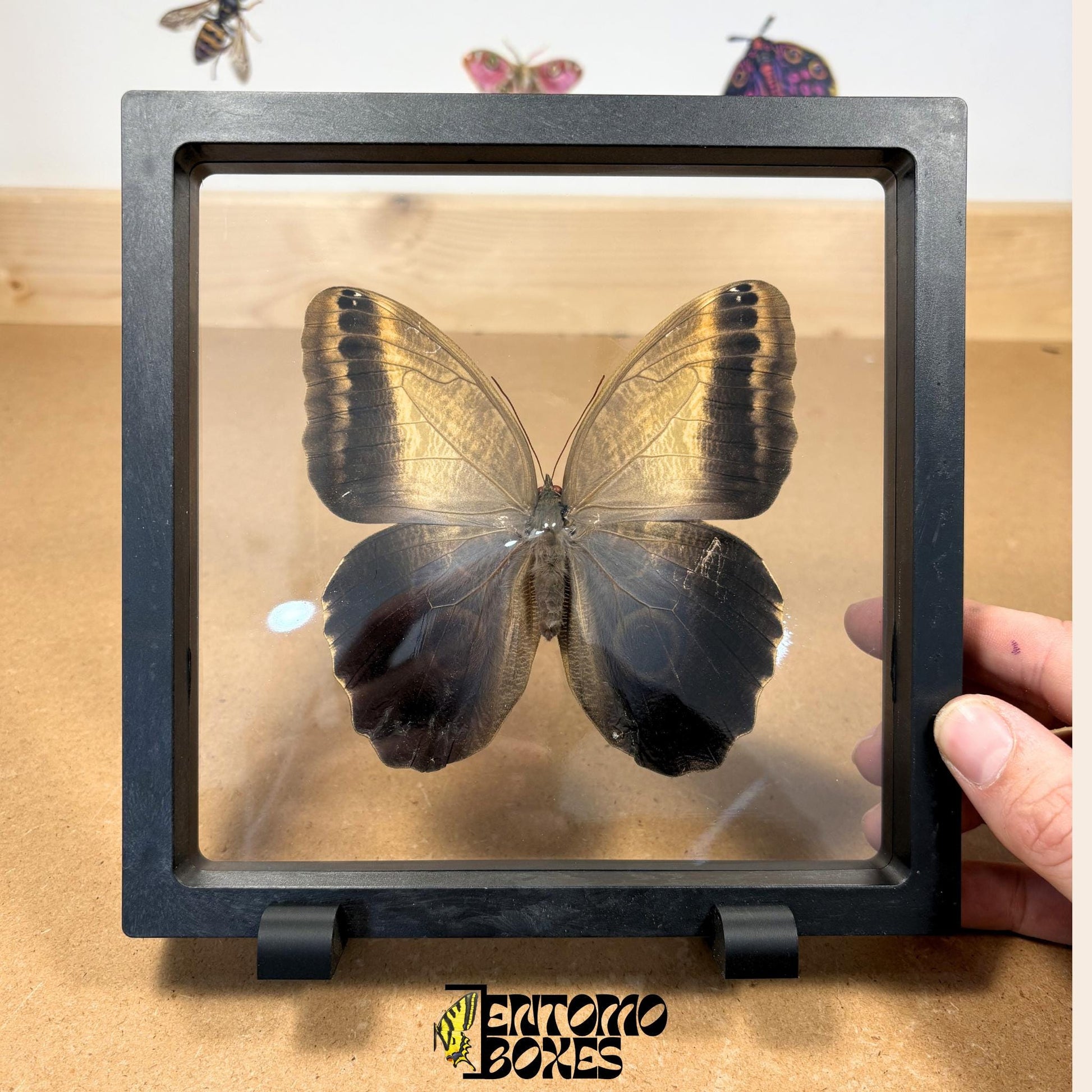 owl butterfly in transparent frame