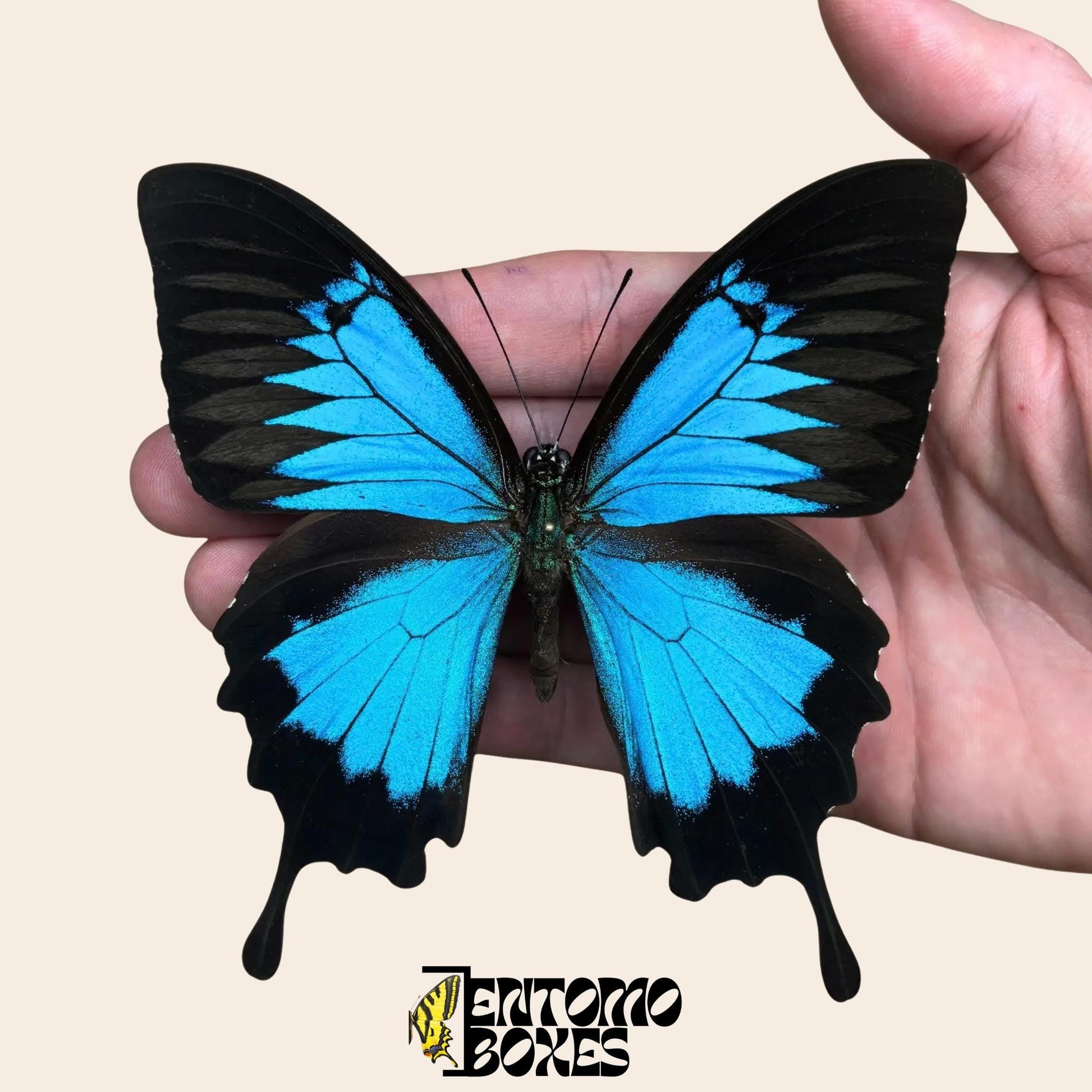 papilio ulysses male butterfly on pin