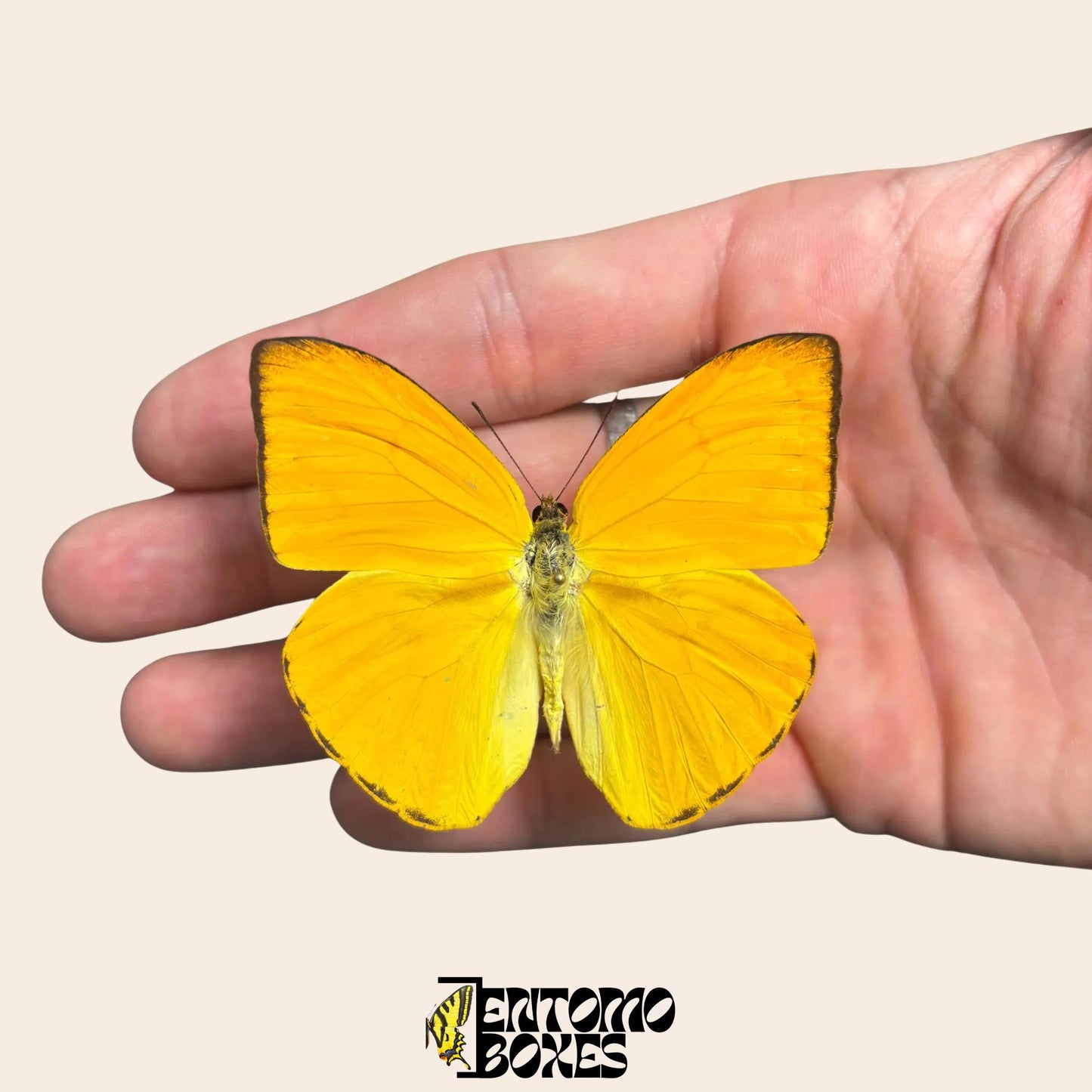 Species: Phoebis argante (Common name: Apricot Sulphur)